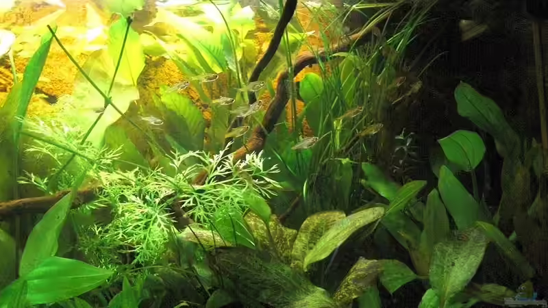 Hyphessobrycon amandae von Ben Mücke (6)