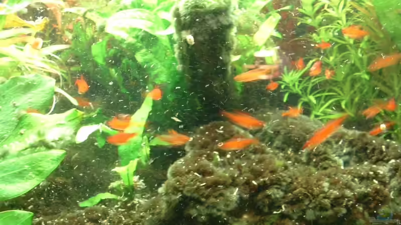 Hyphessobrycon amandae von Christoph Grote (13)