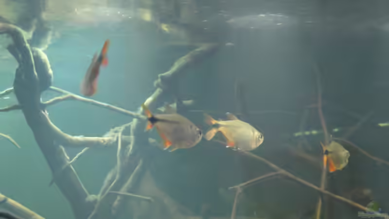 Hyphessobrycon anisitsi  von Laura (66)