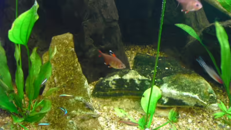 Aquarien mit Hyphessobrycon bentosi (Sichelsalmler)