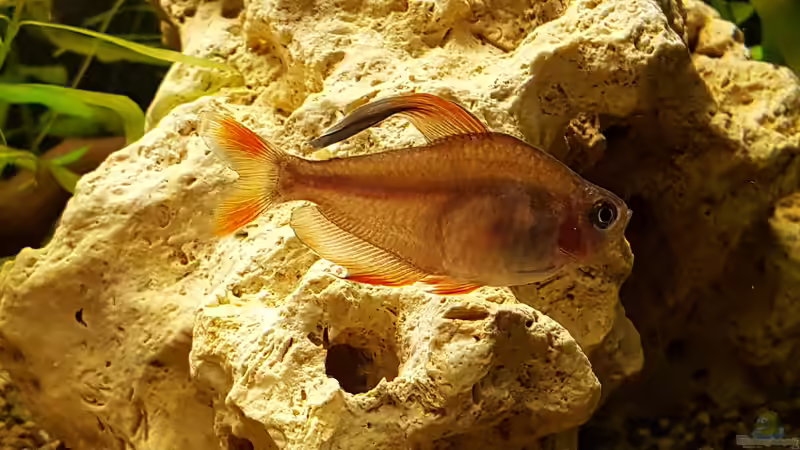 Einrichtungsbeispiele für Hyphessobrycon rosaceus (Schmucksalmler)