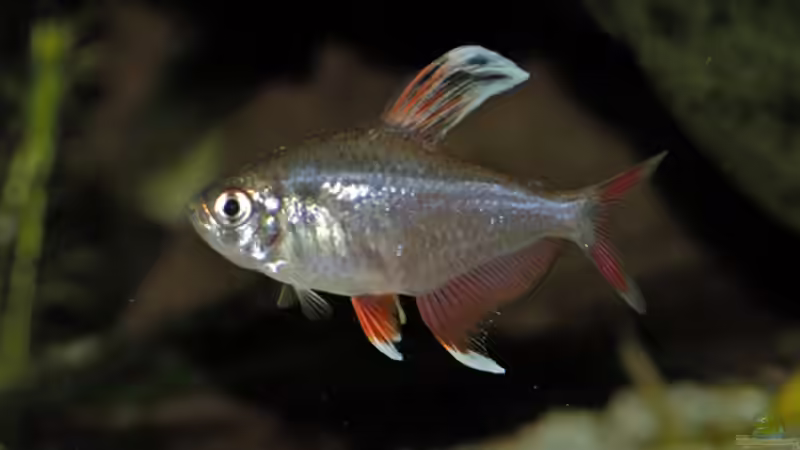 Aquarien mit Hyphessobrycon bentosi (Sichelsalmler)