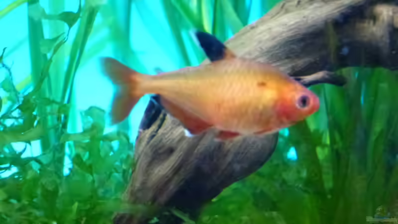 Hyphessobrycon cf. eques von Guppy62 (31)