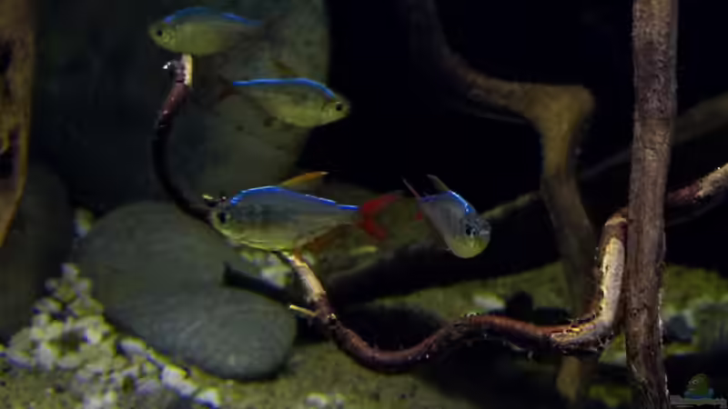 Hyphessobrycon columbianus - Rot-Blauer Kolumbianer 03.06.16 von ~Marco~ (31)