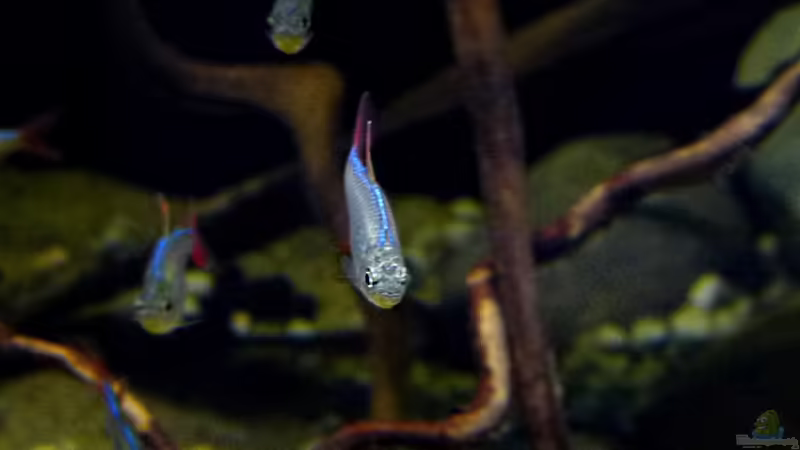 Einrichtungsbeispiele für die Haltung von Hyphessobrycon columbianus (Rot-Blauer Kolumbianer) im Aquarium