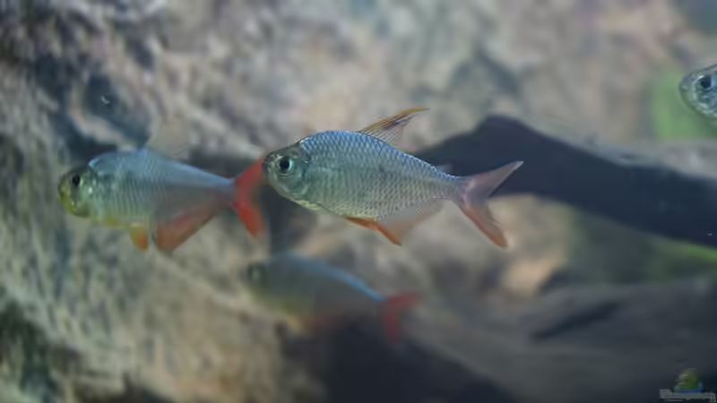 Einrichtungsbeispiele für die Haltung von Hyphessobrycon columbianus (Rot-Blauer Kolumbianer) im Aquarium