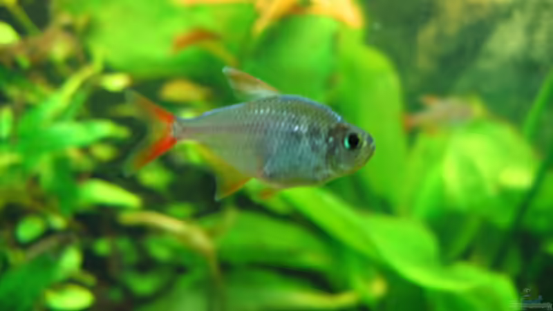 Einrichtungsbeispiele für die Haltung von Hyphessobrycon columbianus (Rot-Blauer Kolumbianer) im Aquarium