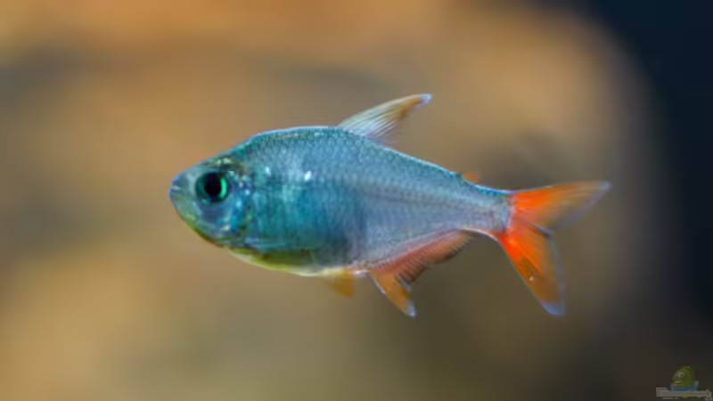 Hyphessobrycon columbianus von Daniel80 (17)