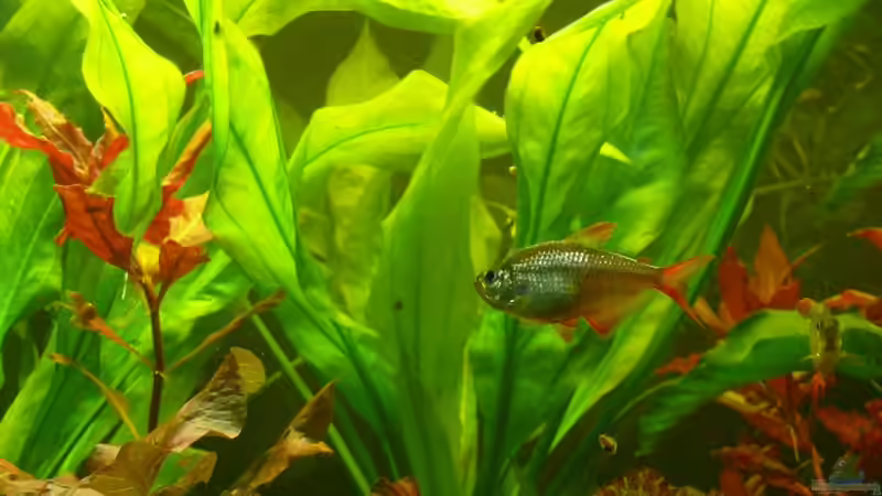 Hyphessobrycon columbianus von Die kleine Meerjungfrau (55)