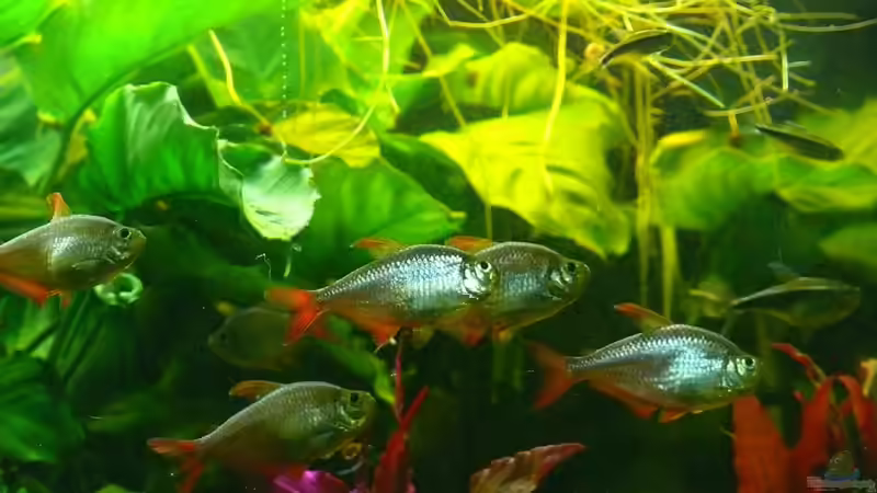 Hyphessobrycon columbianus von Die kleine Meerjungfrau (57)