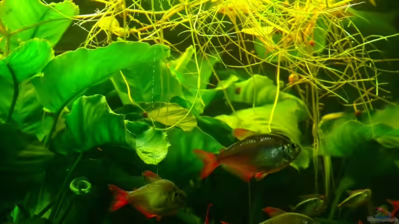 Einrichtungsbeispiele für die Haltung von Hyphessobrycon columbianus (Rot-Blauer Kolumbianer) im Aquarium