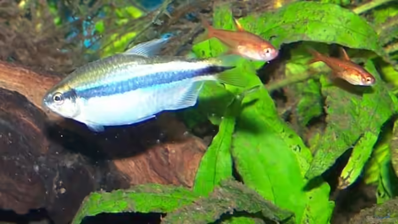 Hyphessobrycon cyanotaenia und Hyphessobrycon amandae von Holger Bertram (9)