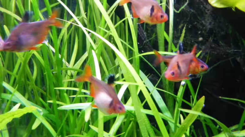 Hyphessobrycon eques von borellii (22)