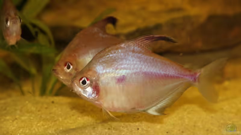 Hyphessobrycon erythrostigma - Fahnenkirschflecksalmler von Tim E. (13)