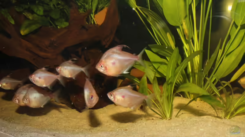 Hyphessobrycon erythrostigma - Fahnenkirschflecksalmler von Tim E. (19)