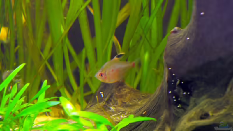 Aquarien mit Hyphessobrycon erythrostigma (Kirschflecksalmler)