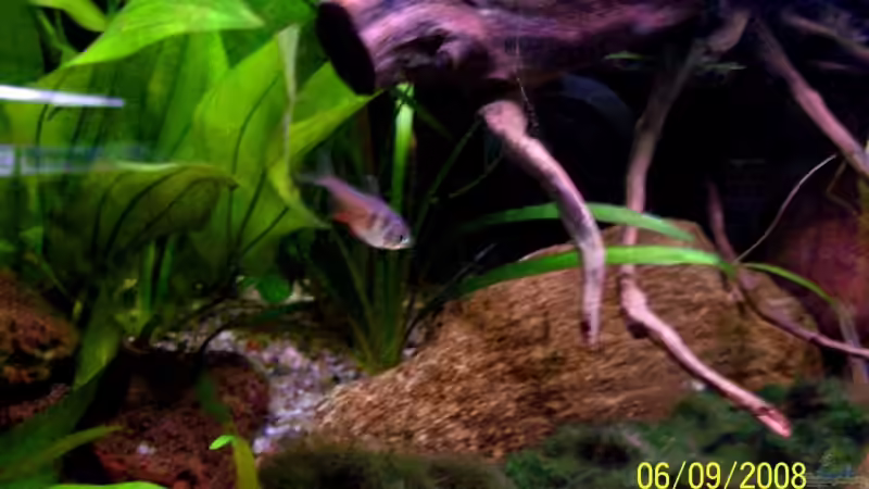 Hyphessobrycon flammeus ( roter von Rio ) von Thomas Schmidt (28)