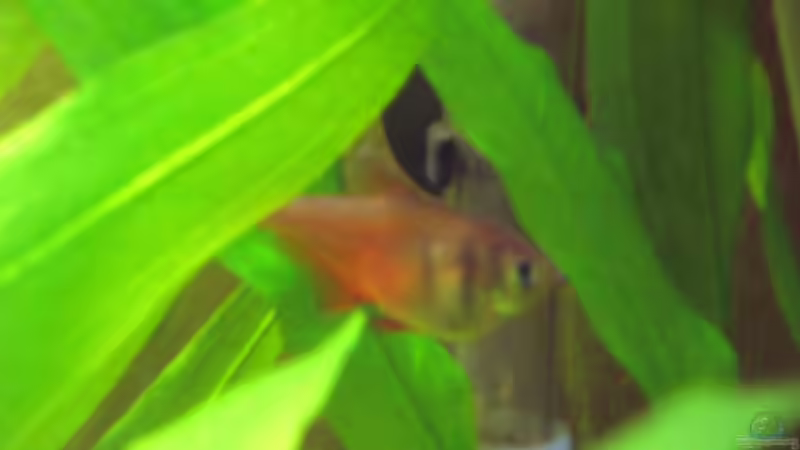 Hyphessobrycon flammeus  (Roter von Rio) von Südamerikafreak BK (16)