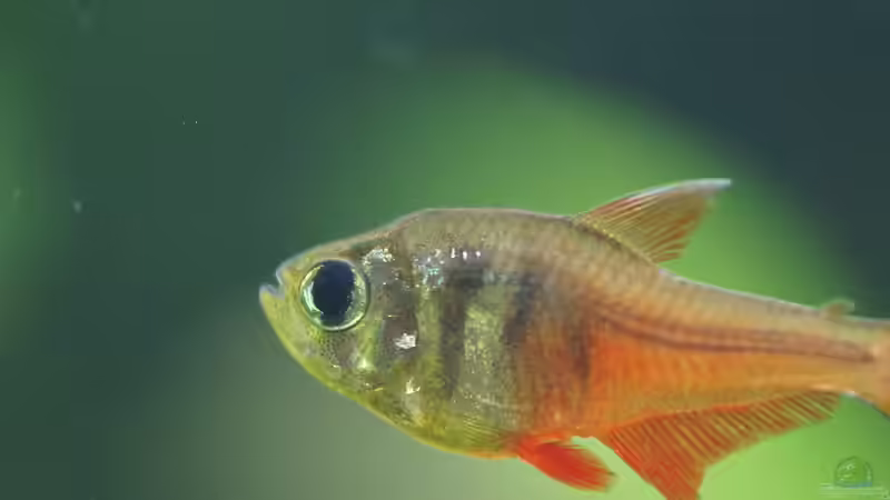 Hyphessobrycon flammeus von . (37)