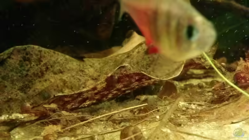 Hyphessobrycon flammeus von GuyIncognito (31)