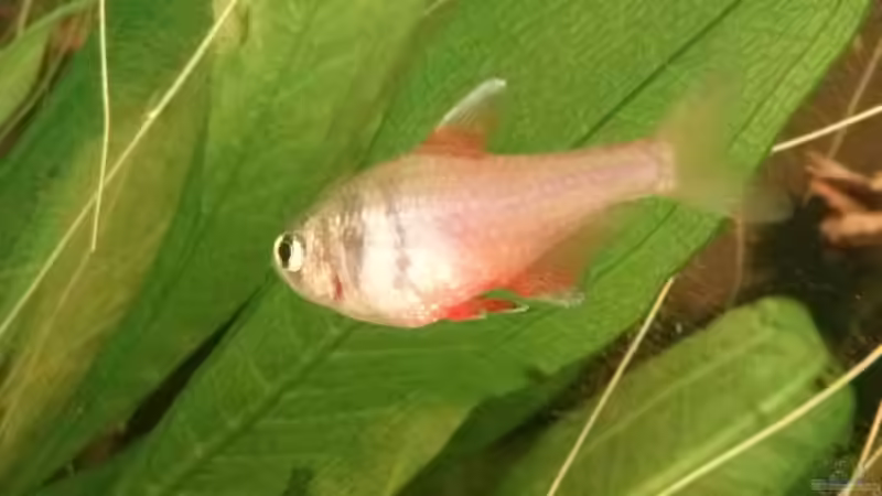 Hyphessobrycon flammeus von GuyIncognito (32)