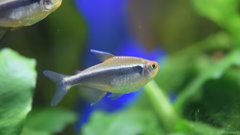 Aquarien mit Hyphessobrycon herbertaxelrodi