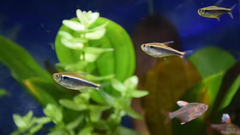 Hyphessobrycon herbertaxelrodi von Acki50 (53)