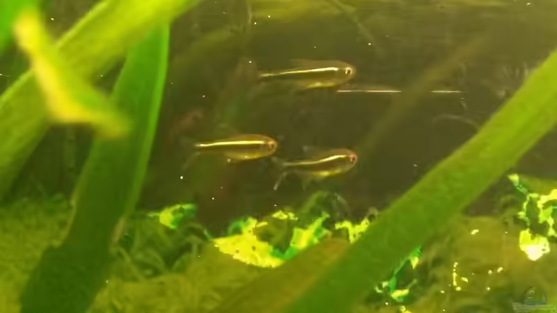 Hyphessobrycon herbertaxelrodi von ~Danny~ (32)