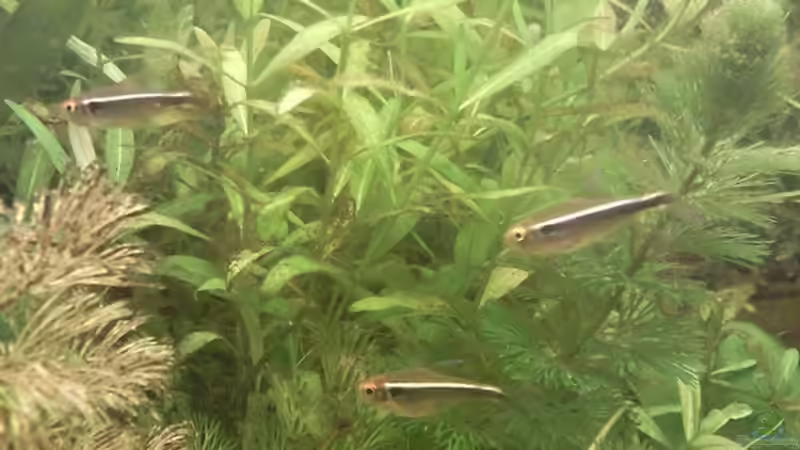 Hyphessobrycon Herbertaxelrodi von ~Danny~ (41)