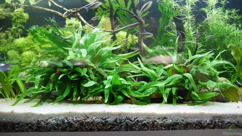 Hyphessobrycon Herbertaxelrodi von schmitzkatze (4)