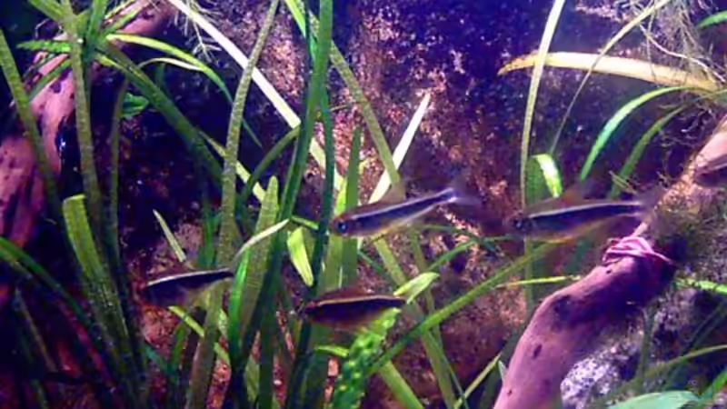 Hyphessobrycon herbertaxelrodi von Thomas Schmidt (32)