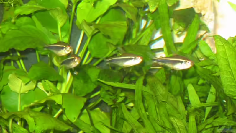 Hyphessobrycon herbertaxelrodi von Toni Habich (8)