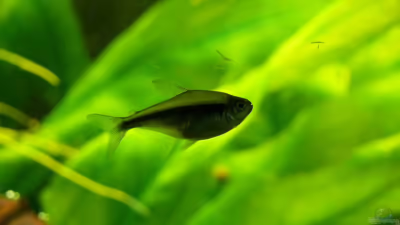 Aquarien mit Hyphessobrycon herbertaxelrodi