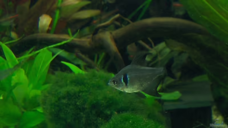 Hyphessobrycon megalopterus (Schwarzer Phantomsalmler)