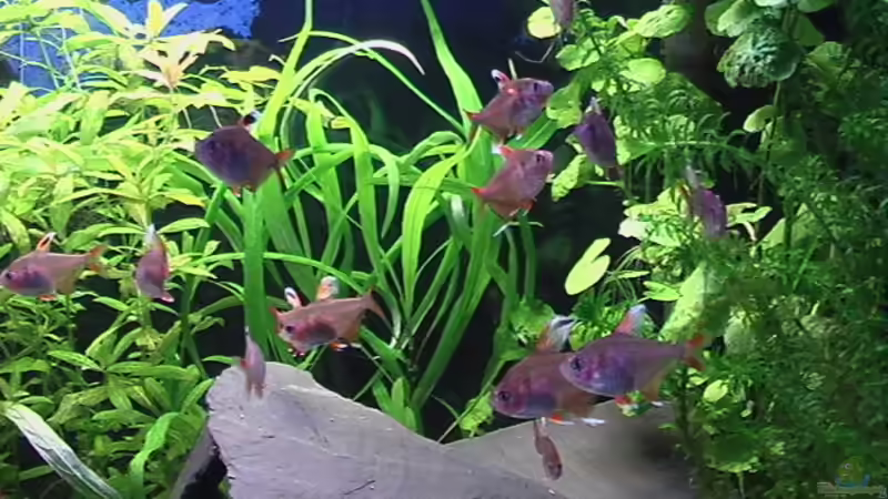 Hyphessobrycon ornatus      ´White Fin´ von Marcus Heiser (19)