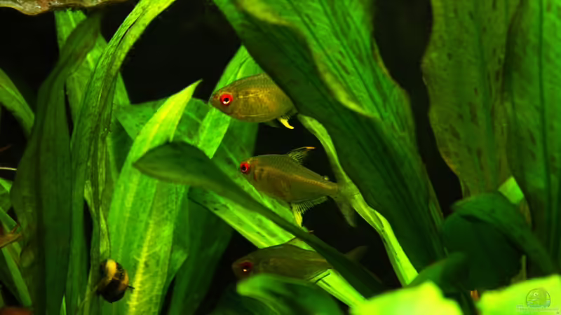 Hyphessobrycon pulchripinnis - Zitronensalmler  von Mario_83 (19)