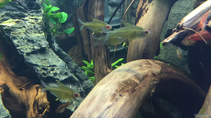 Hyphessobrycon pulchripinnis  von Danny (48)