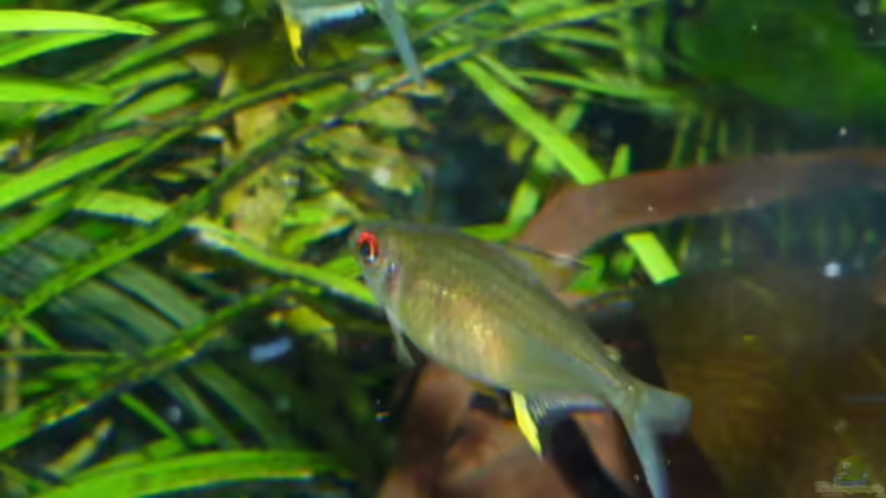 Hyphessobrycon pulchripinnis von DieDa84 (15)