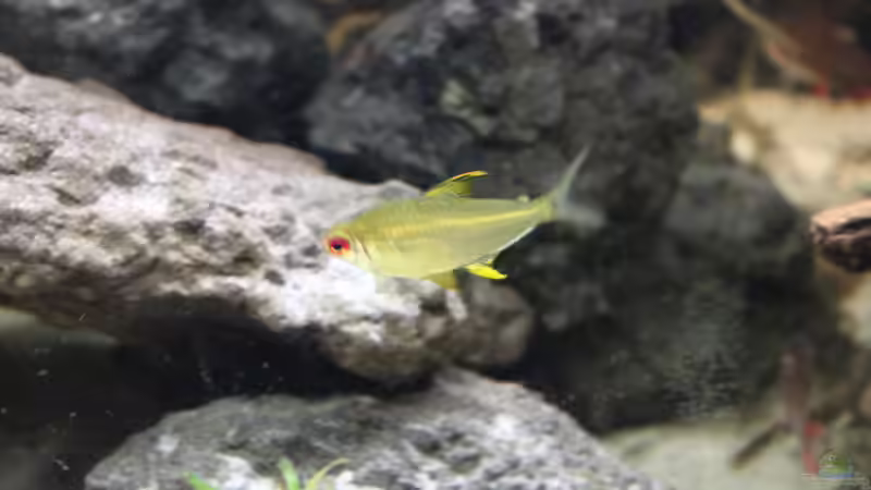 Hyphessobrycon pulchripinnis von maxheadroom (51)