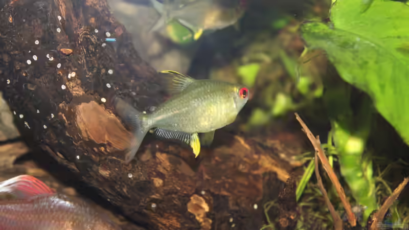 Hyphessobrycon pulchripinnis von maxheadroom (66)