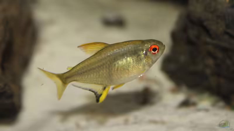 Hyphessobrycon pulchripinnis von maxheadroom (79)