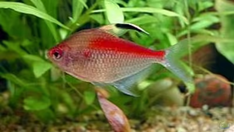 Hyphessobrycon pyrrhonotus (Quelle Wikimedia) von &gt;&lt;(((°&gt; Jennyna &lt;°)))&gt;&lt; (14)