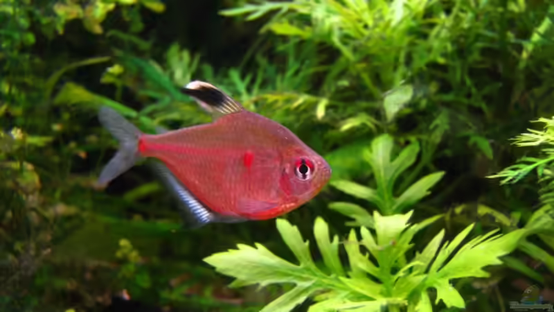 Hyphessobrycon pyrrhonotus (Rotrückenkirschflecksalmler) von ZYX82 (14)