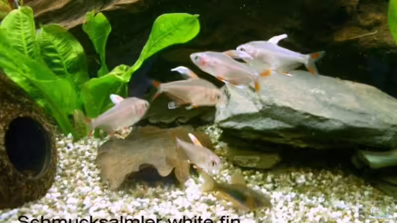 Hyphessobrycon rosaceus  von Vabene (14)