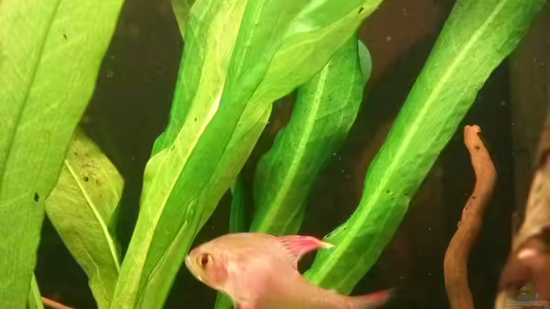 Hyphessobrycon rosaceus von GuyIncognito (34)