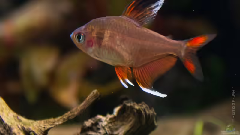 Hyphessobrycon rosaceus ´white fin´ ... hübsches Kerlchen?  von Betta Chris (149)