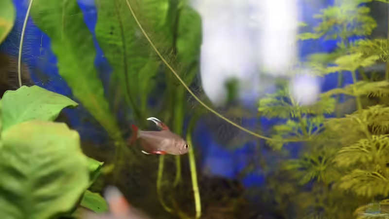 Hyphessobrycon rosaceus White fin  (Weißflossen-Schmucksalmler) Männchen von Acki50 (29)