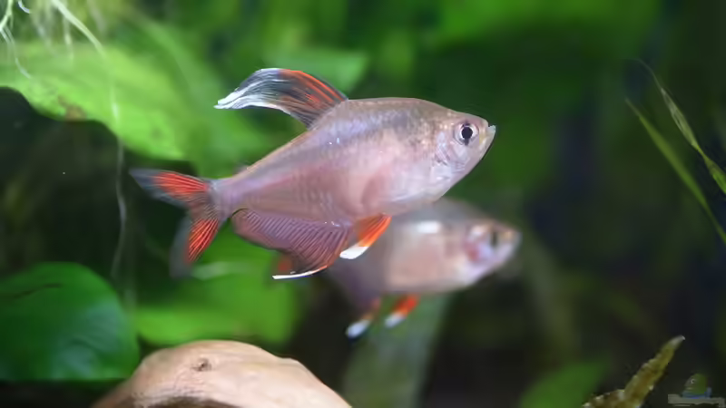 Einrichtungsbeispiele für Hyphessobrycon rosaceus (Schmucksalmler)