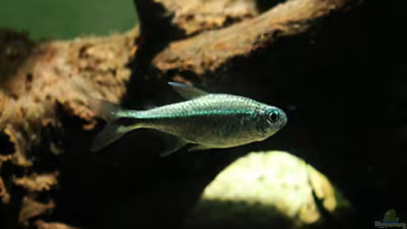 Hyphessobrycon saizi  von Lukas &gt;&lt;°&gt; (12)