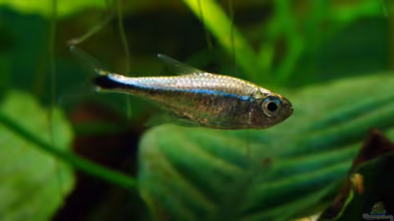 Hyphessobrycon saizi von Lukas &gt;&lt;°&gt; (15)